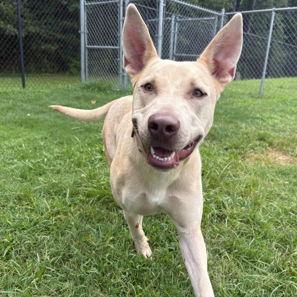 Enlarge Isla, a Adoptable mixed breed in Cabot, AR image 4/4