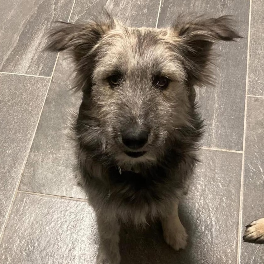 Matia, a Adoptable mixed breed in Grand Island, NE image 2/3