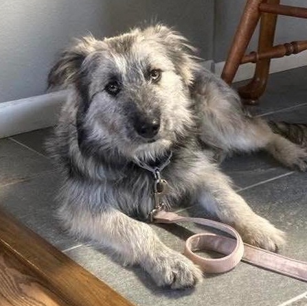 Matia, a Adoptable mixed breed in Grand Island, NE image 1/3