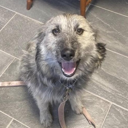 Matia, a Adoptable mixed breed in Grand Island, NE image 3/3