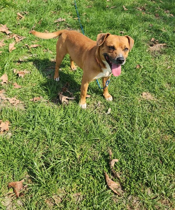 Bronco, Adoptable, Young Male Mixed Breed.
