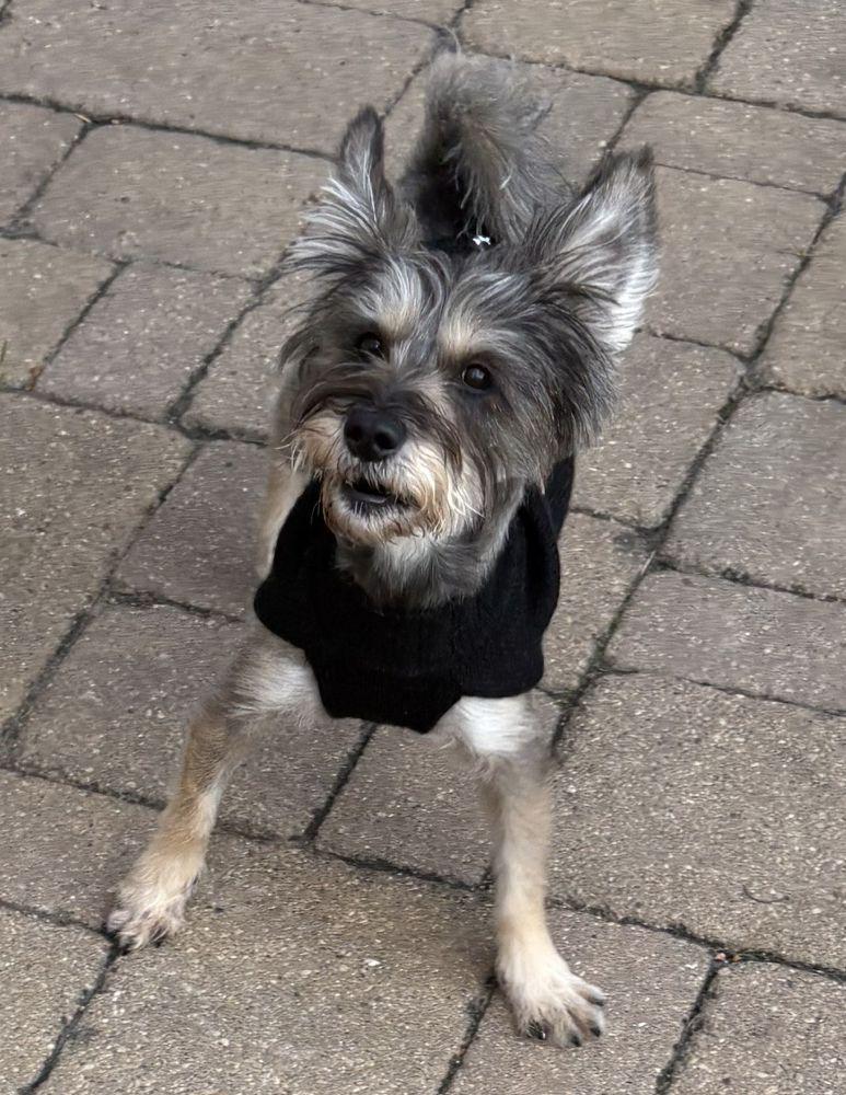 Autumn, Adoptable, Adult Female Yorkshire Terrier & Miniature Schnauzer.