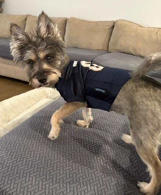 Autumn, a Adoptable mixed breed in Barrington, IL image 2/5