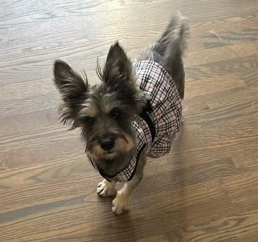 Autumn, a Adoptable mixed breed in Barrington, IL image 3/5