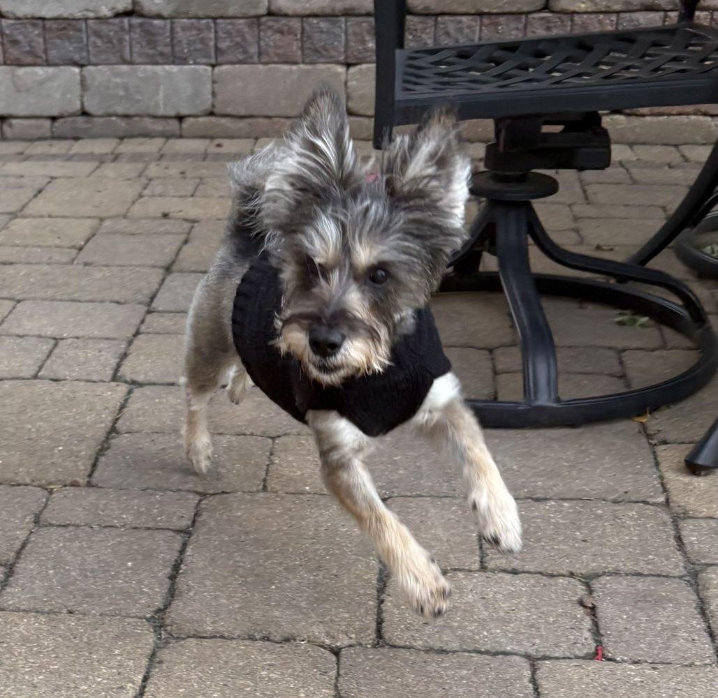 Autumn, a Adoptable mixed breed in Barrington, IL image 4/5