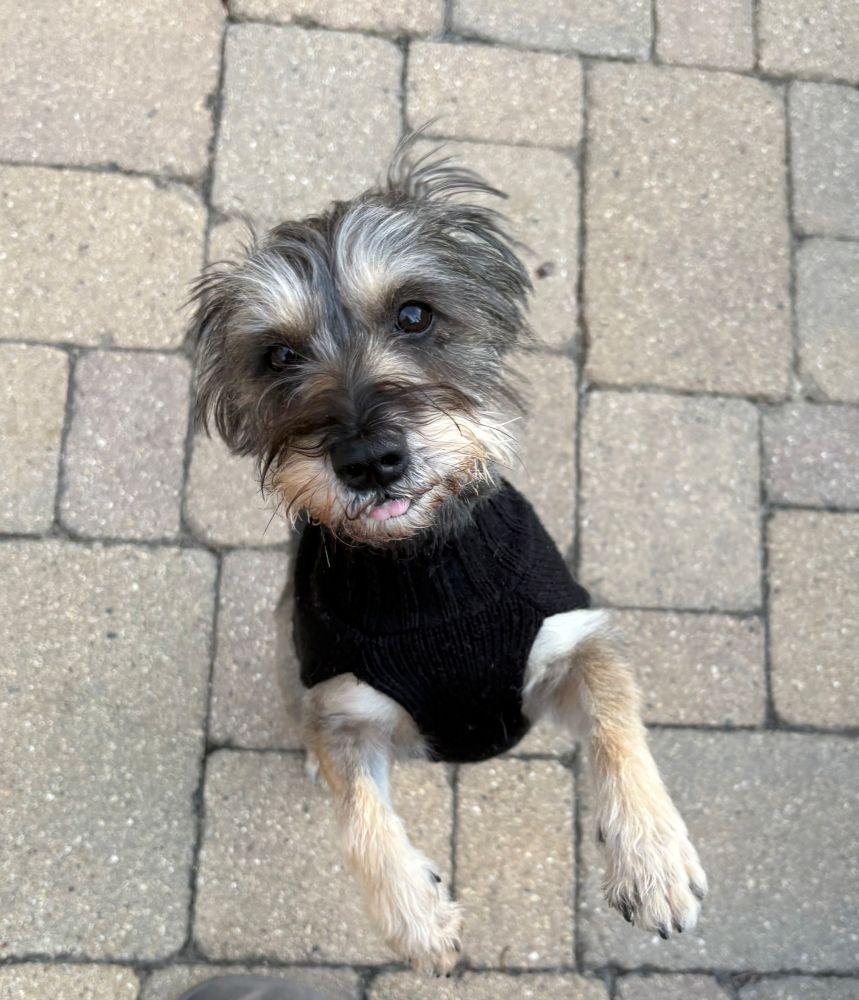 Autumn, a Adoptable mixed breed in Barrington, IL image 5/5