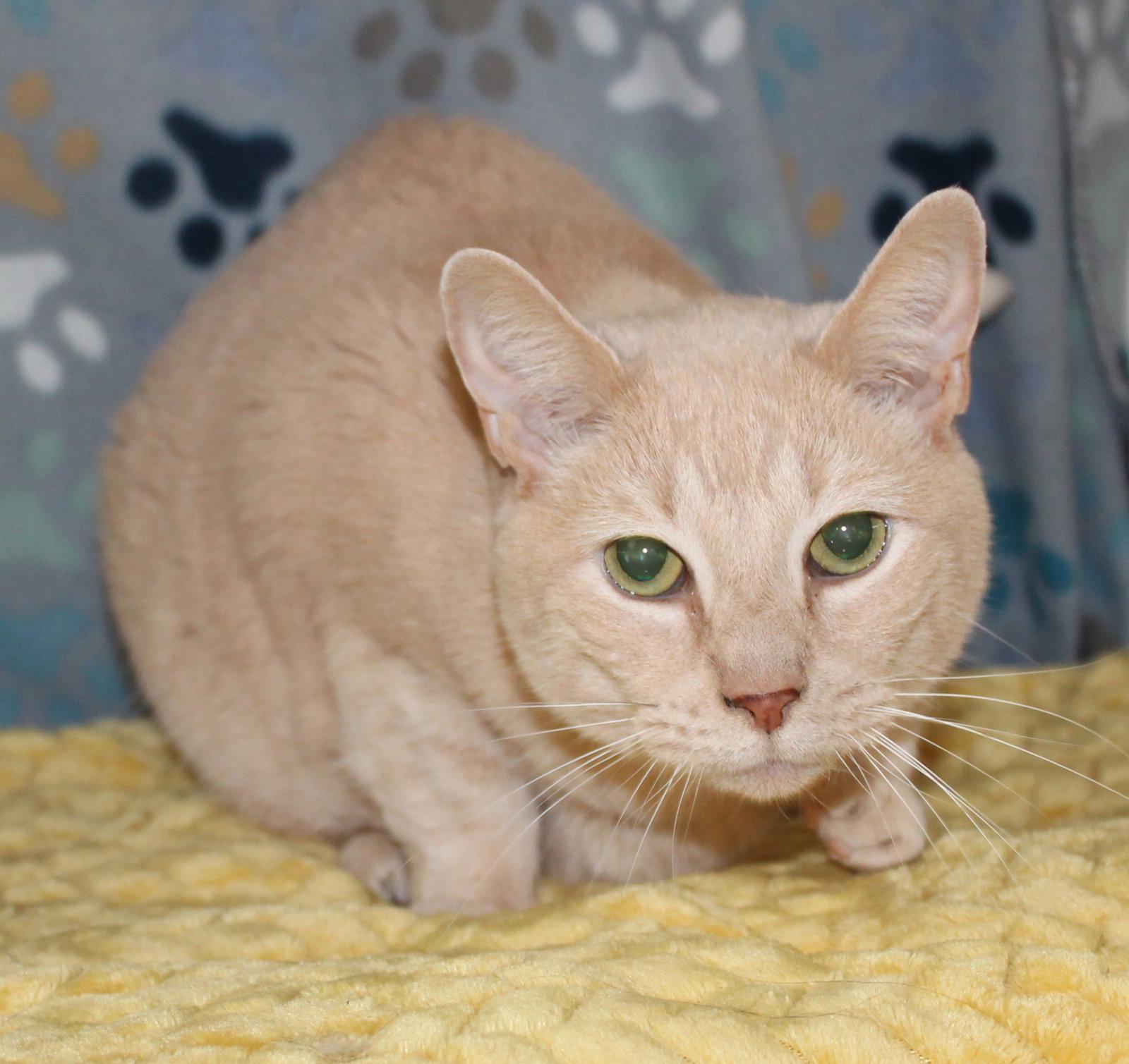 Enlarge Cuddle-Bug - 43408, a Adoptable mixed breed in Prattville, AL image 2/3