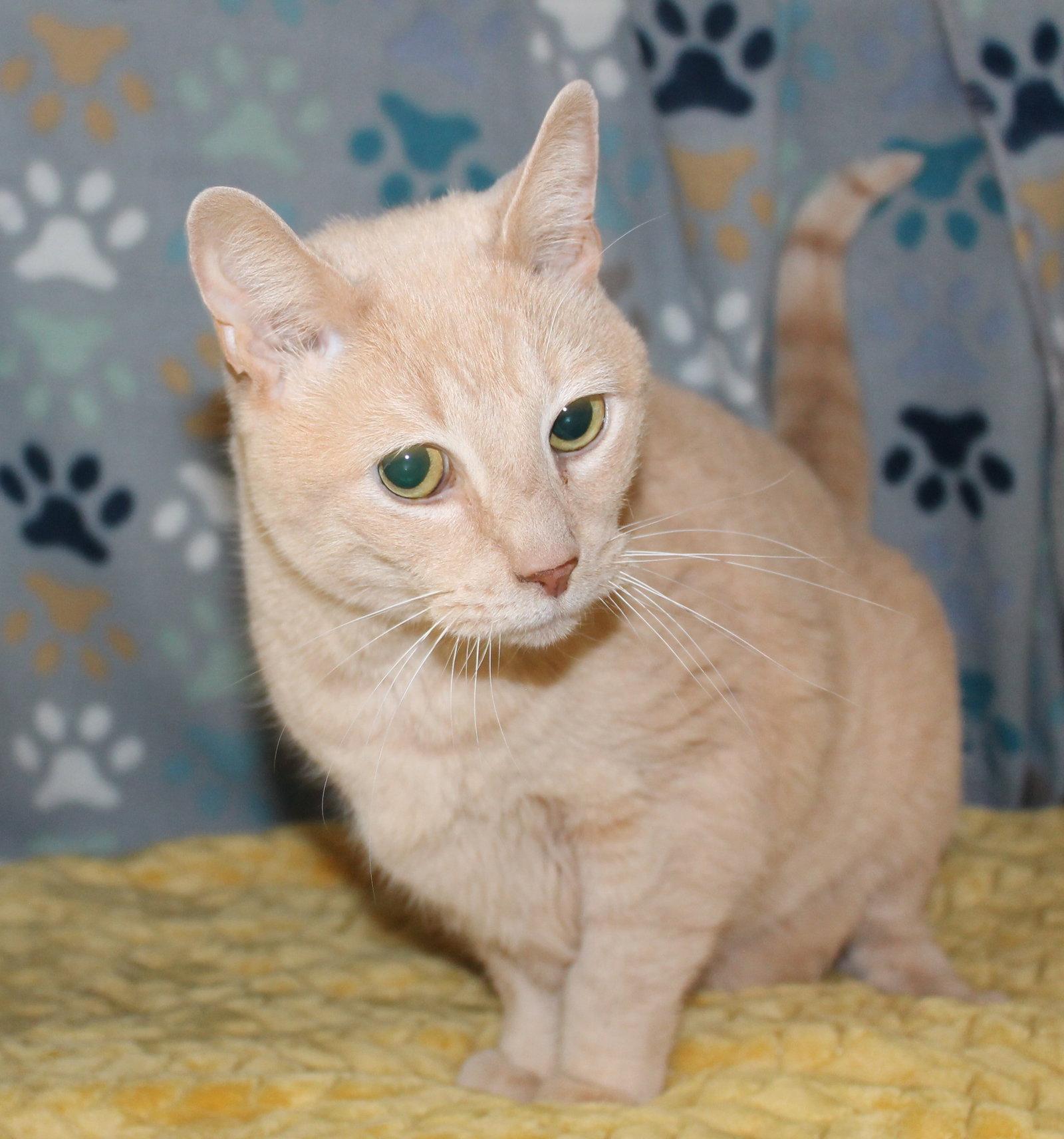 Enlarge Cuddle-Bug - 43408, a Adoptable mixed breed in Prattville, AL image 3/3