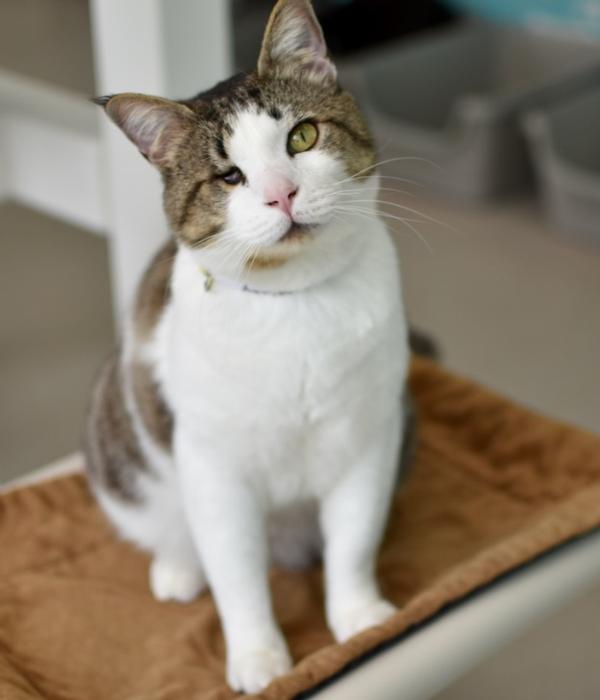 Enlarge Mihoy Minoy, a Adoptable Domestic Short Hair in Marietta, GA image 1/4