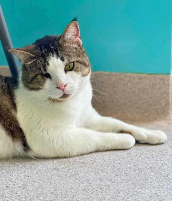 Enlarge Mihoy Minoy, a Adoptable Domestic Short Hair in Marietta, GA image 2/4