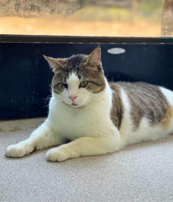 Enlarge Mihoy Minoy, a Adoptable Domestic Short Hair in Marietta, GA image 3/4