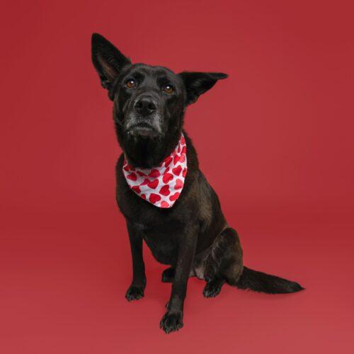 Enlarge CoCo, a Adoptable Shepherd in Wilmington , NC image 3/6