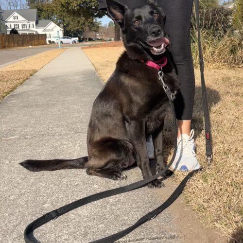 Enlarge CoCo, a Adoptable Shepherd in Wilmington , NC image 4/6