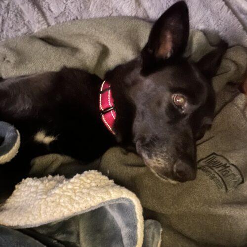 Enlarge CoCo, a Adoptable Shepherd in Wilmington , NC image 5/6