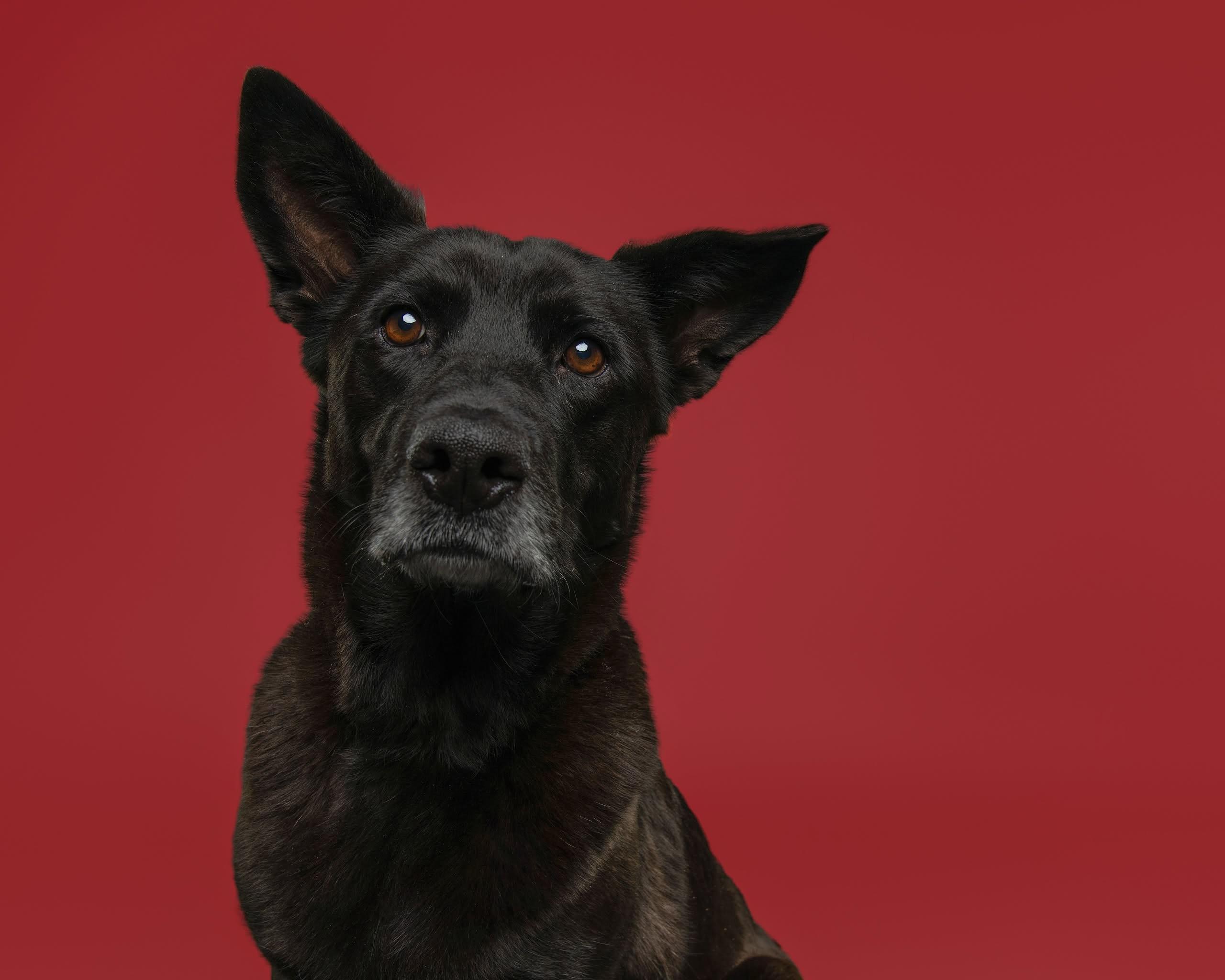 Enlarge CoCo, a Adoptable Shepherd in Wilmington , NC image 2/6