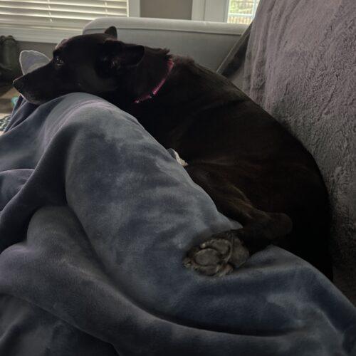 Enlarge CoCo, a Adoptable Shepherd in Wilmington , NC image 6/6