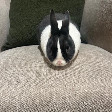 Roxy, Adoptable, Adult Female Dutch.