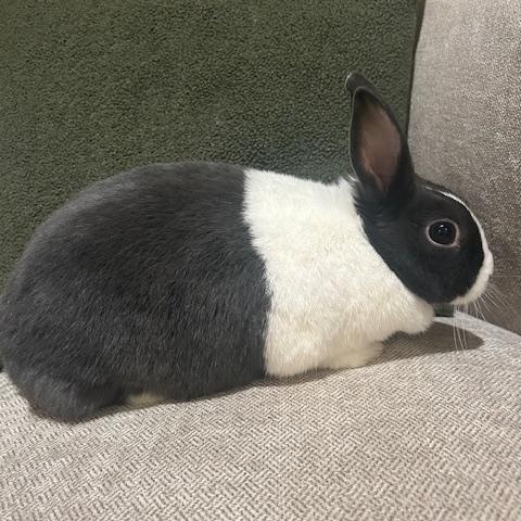 Roxy, a Adoptable Dutch in Lee's Summit, MO image 2/3