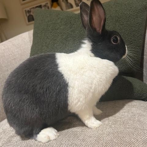 Roxy, a Adoptable Dutch in Lee's Summit, MO image 3/3