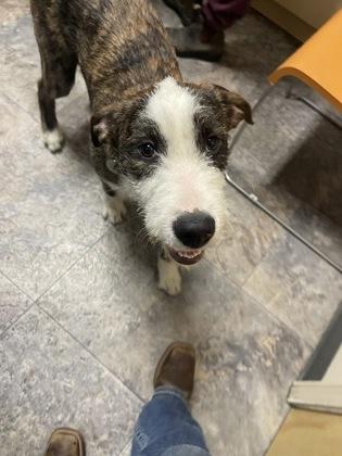 Enlarge Grinchy, a ADOPTABLE Mixed Breed in Missoula, MT image 1/1