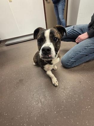 Enlarge Zelda, a Adoptable mixed breed in South Bend, IN image 1/1