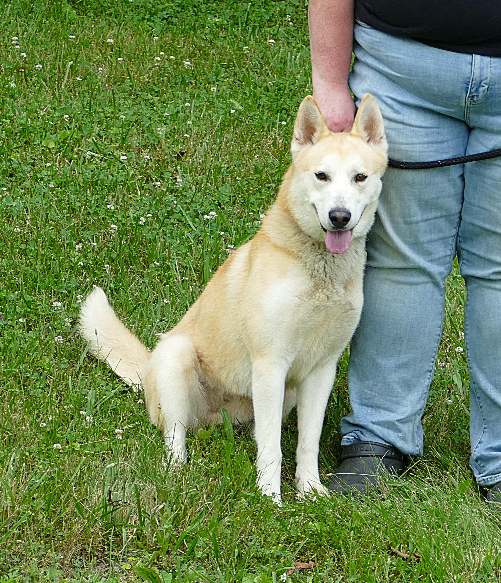 CHASE, a ADOPTABLE Husky in Beechbottom, WV image 3/3