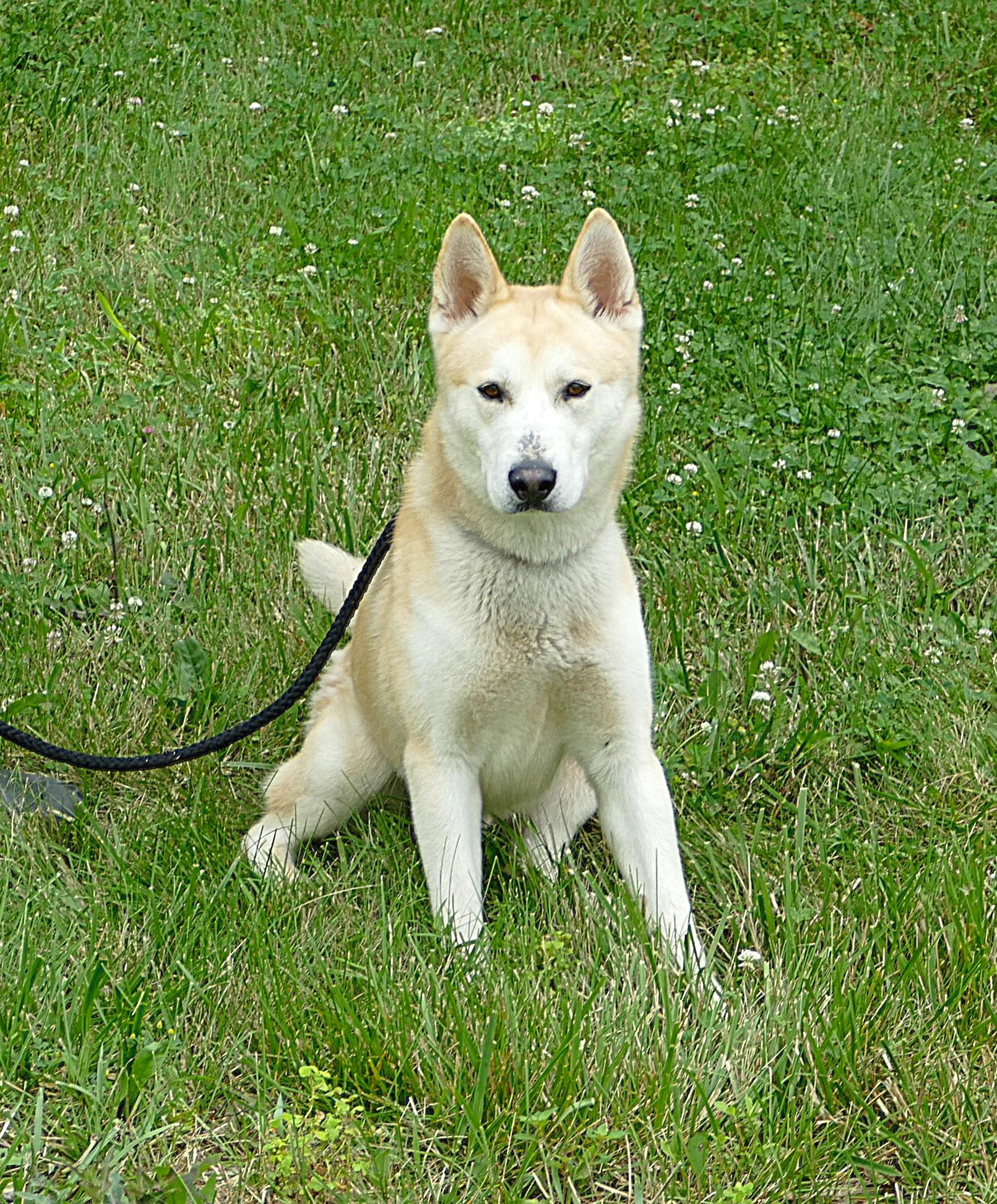 CHASE, a ADOPTABLE Husky in Beechbottom, WV image 2/3