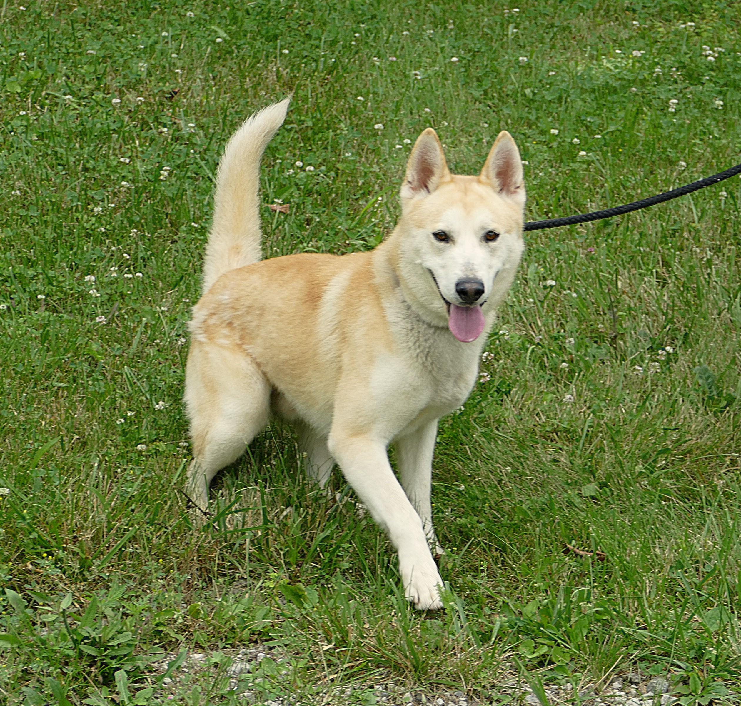 CHASE, ADOPTABLE, Adult Male Husky.