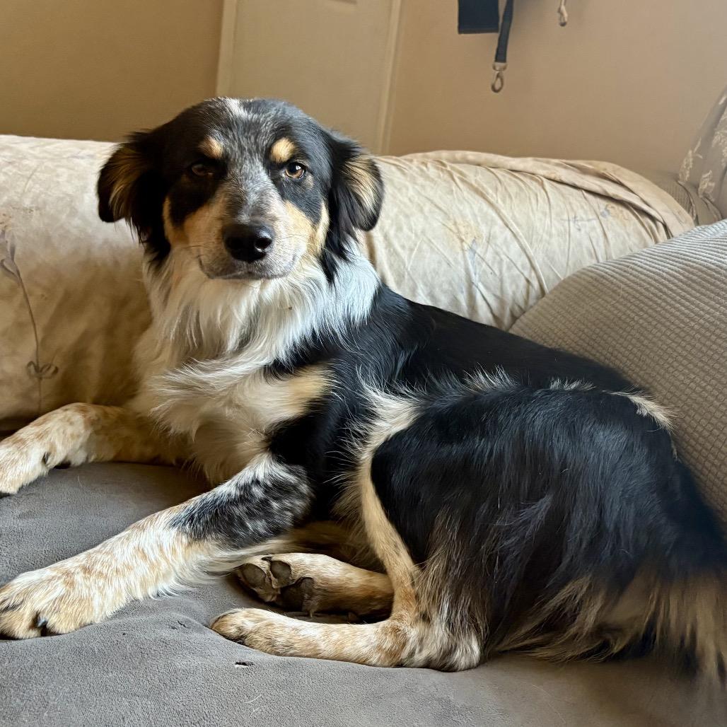 Abbey, Adoptable, Young Female Australian Shepherd.