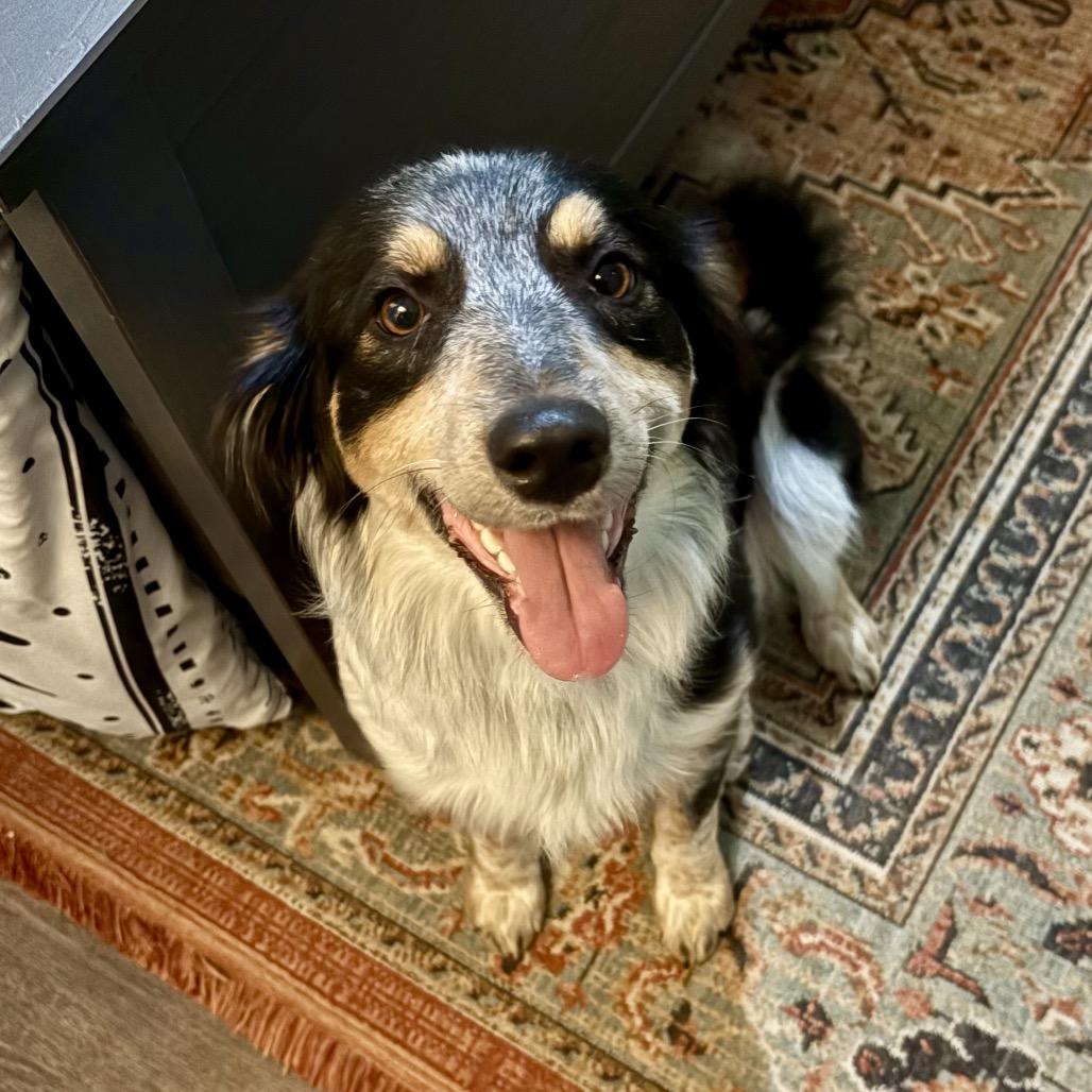 Enlarge Abbey, a Adoptable Australian Shepherd in Peculiar, MO image 2/5