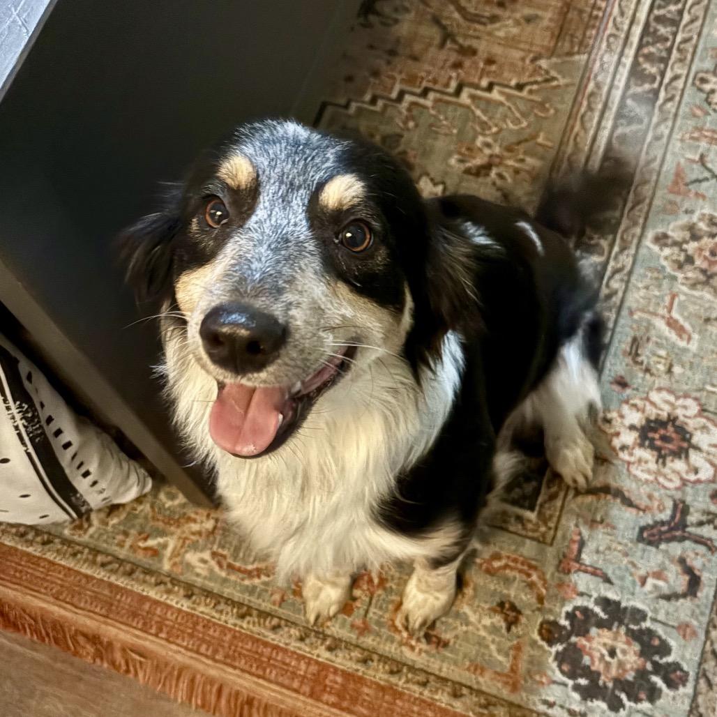 Enlarge Abbey, a Adoptable Australian Shepherd in Peculiar, MO image 3/5