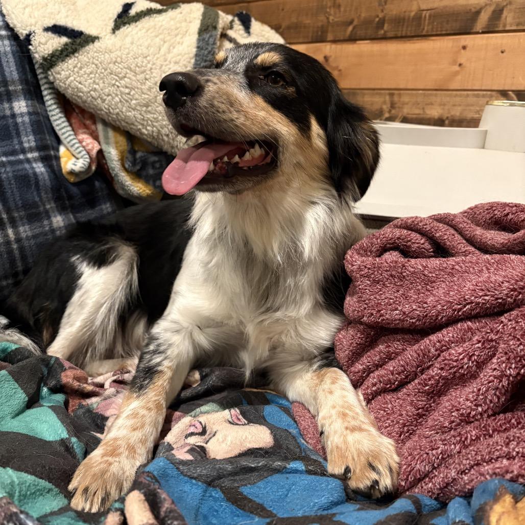 Enlarge Abbey, a Adoptable Australian Shepherd in Peculiar, MO image 5/5