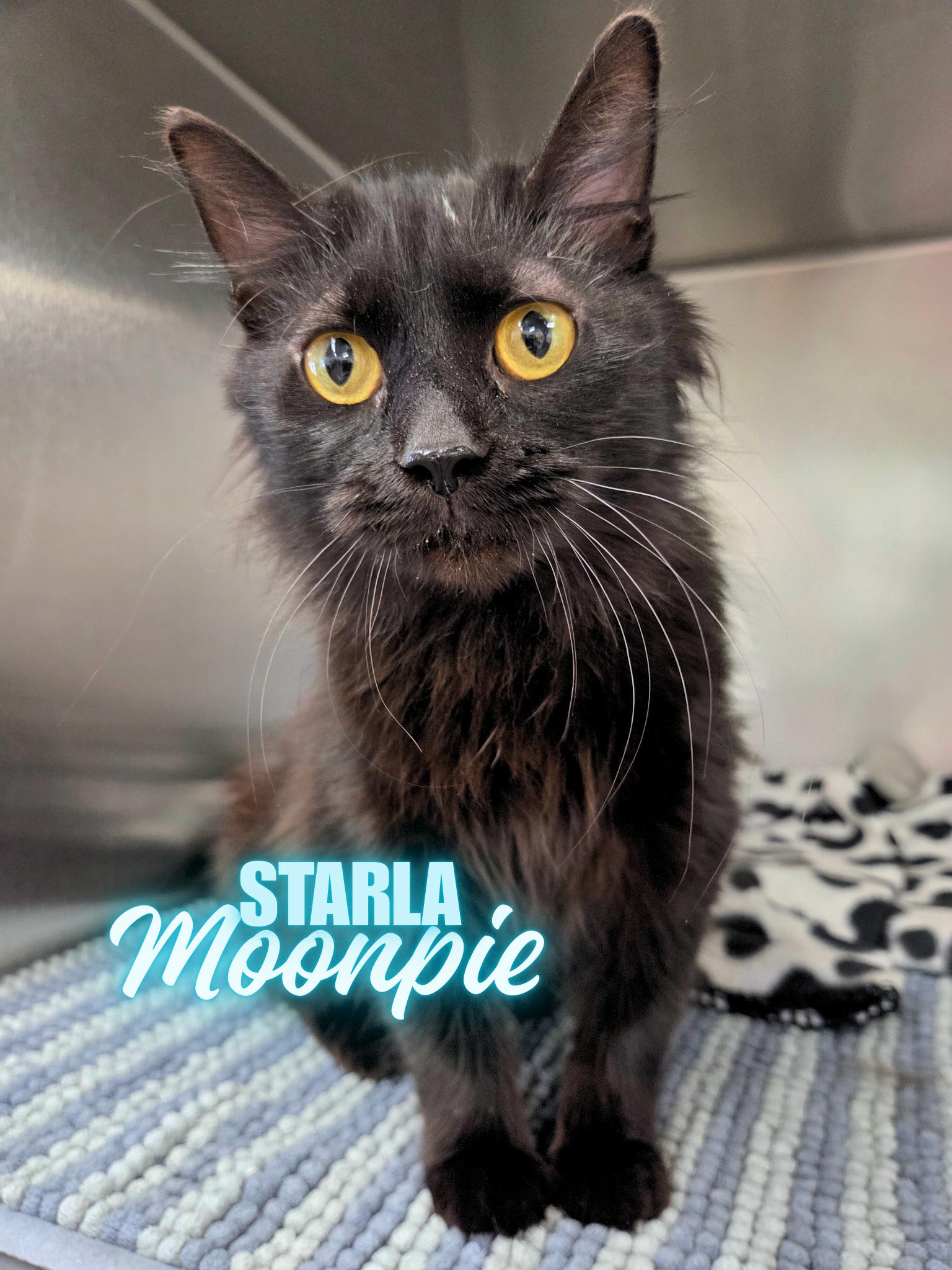Starla Moonpie, ADOPTABLE, Young Female Domestic Medium Hair.