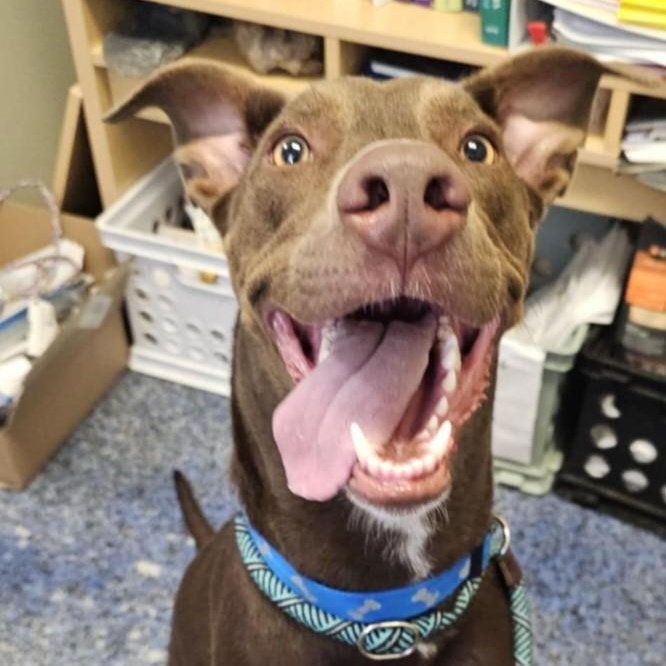 Bennett, ADOPTABLE, Adult Male Doberman Pinscher & Australian Kelpie.