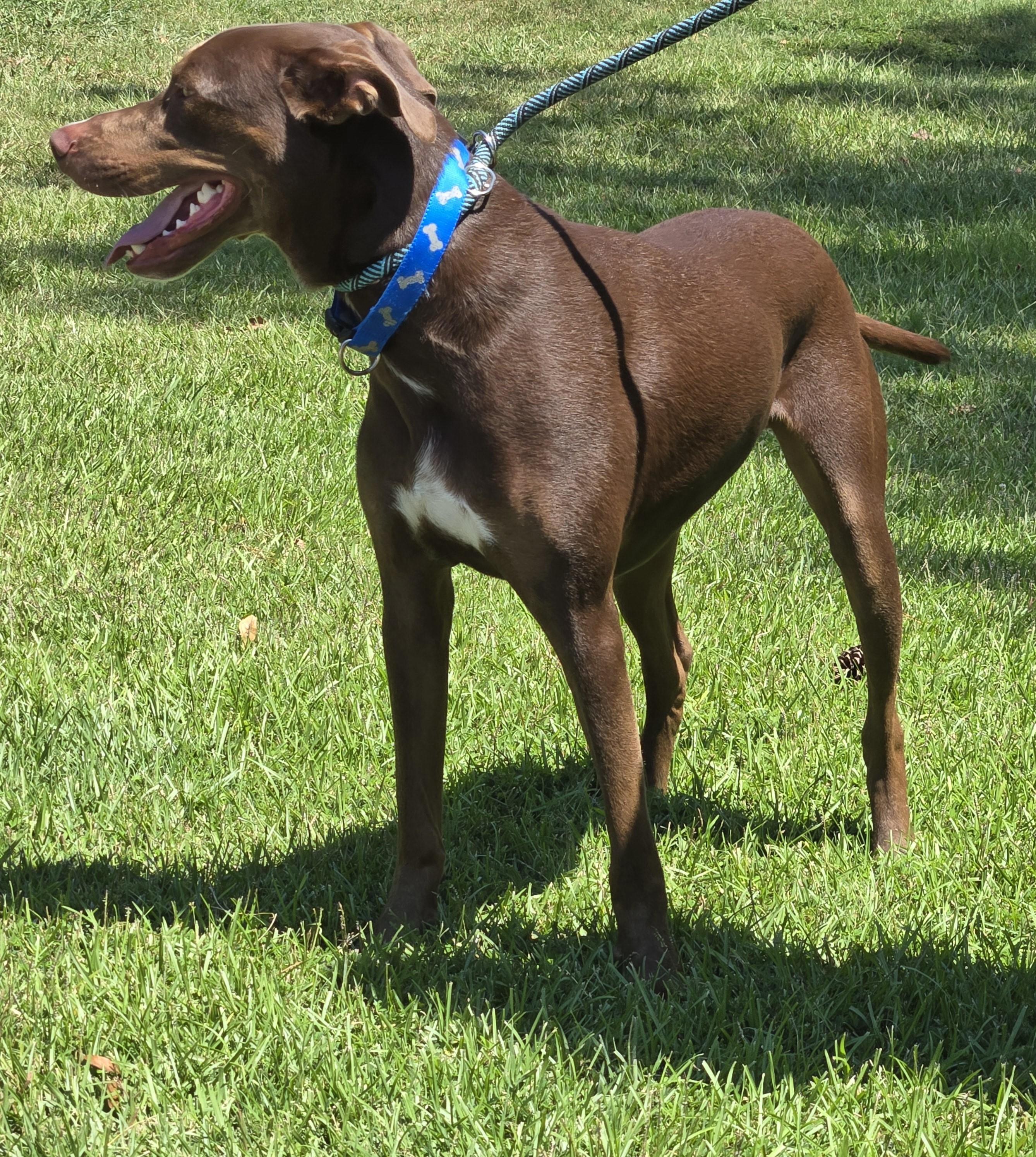 Enlarge Bennett, a ADOPTABLE mixed breed in Covington, GA image 4/4