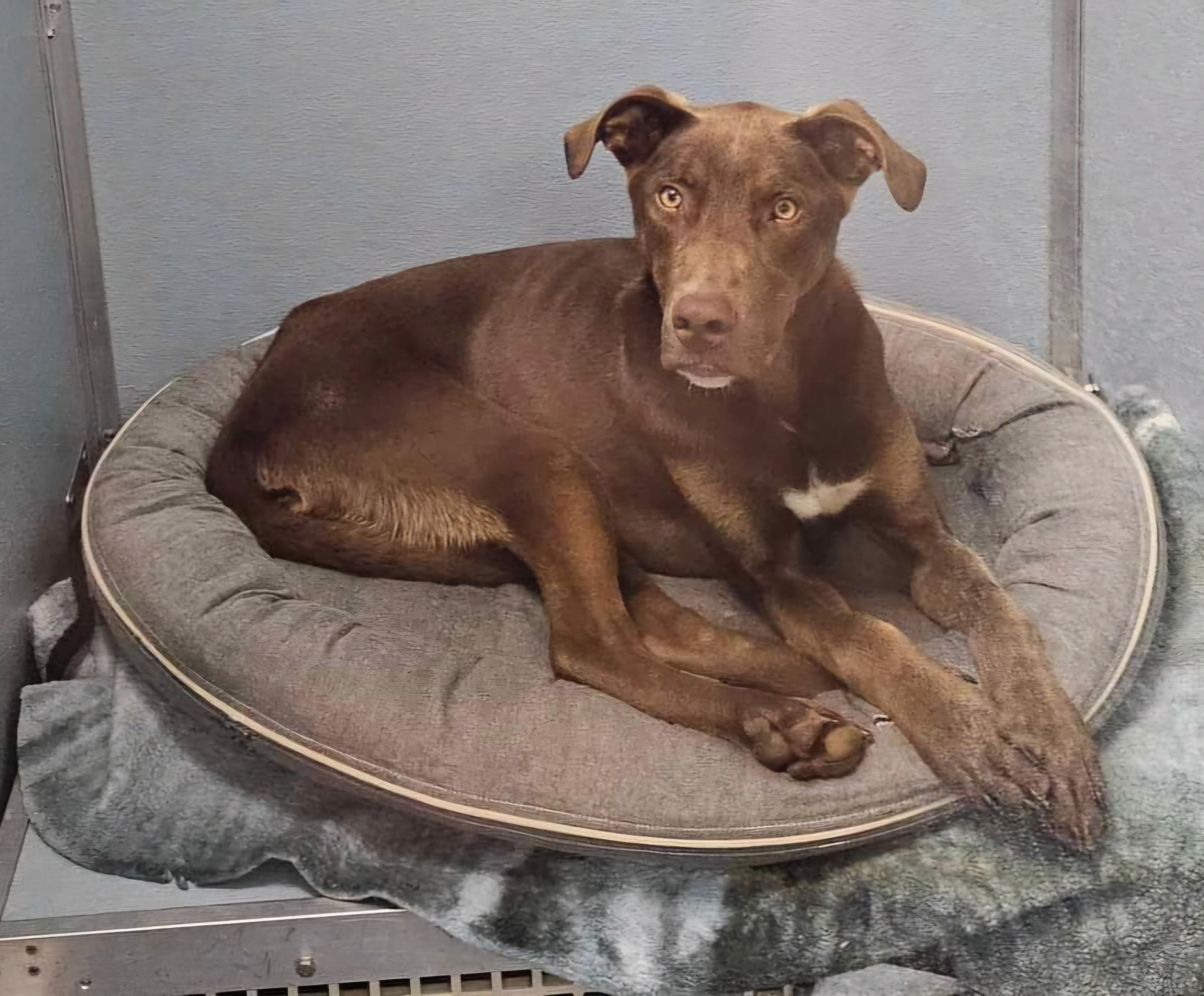 Enlarge Bennett, a ADOPTABLE mixed breed in Covington, GA image 2/4