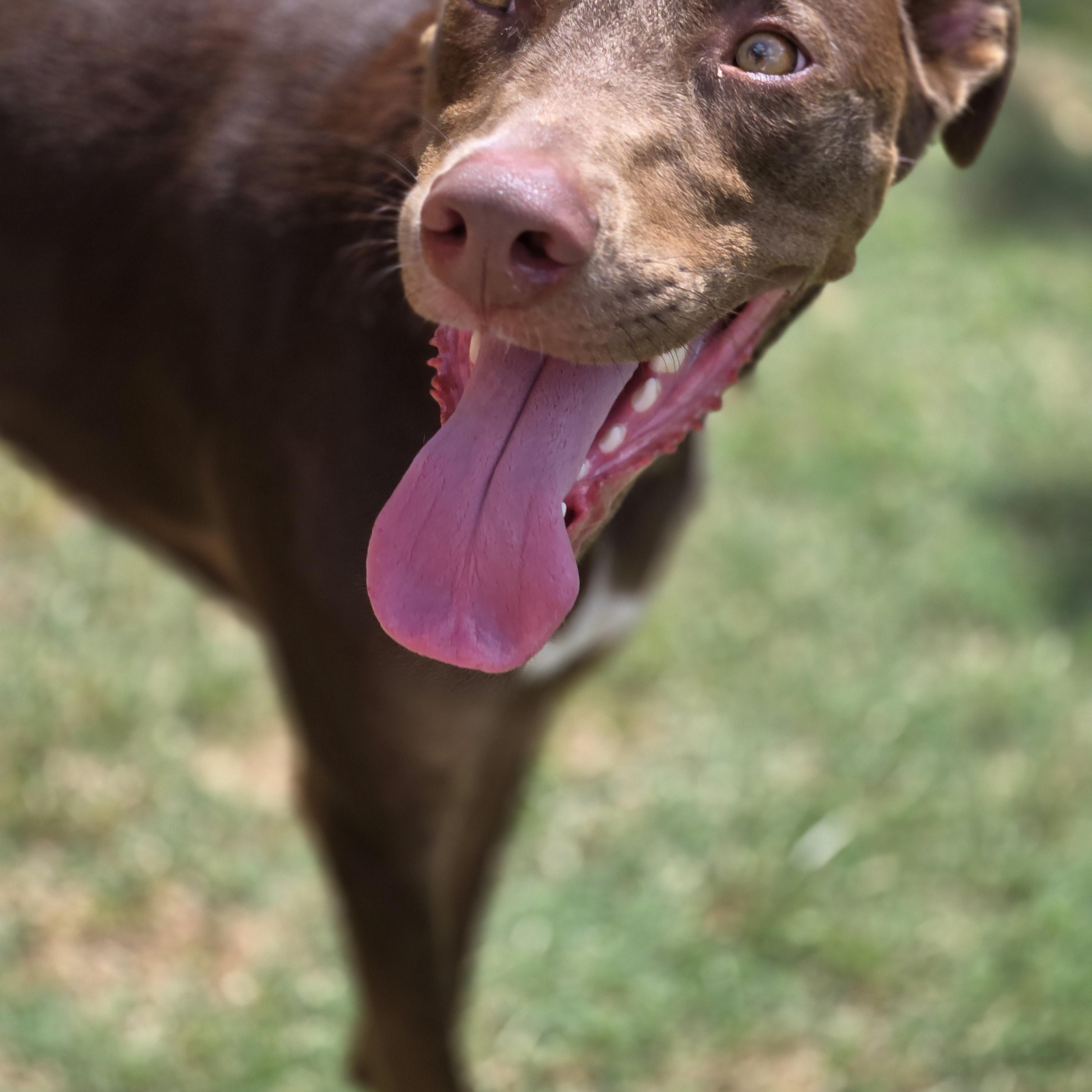 Enlarge Bennett, a ADOPTABLE mixed breed in Covington, GA image 3/4
