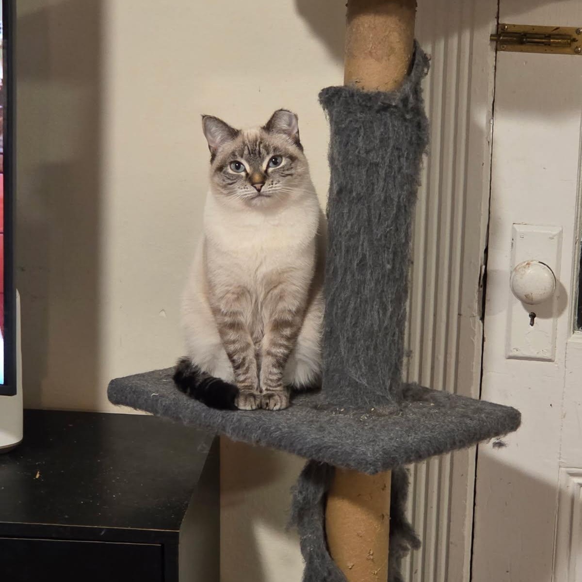 Enlarge CC and Flood, a ADOPTABLE Siamese in Melrose, MA image 3/4