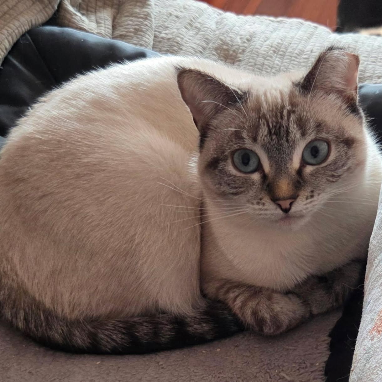 Enlarge CC and Flood, a ADOPTABLE Siamese in Melrose, MA image 2/4