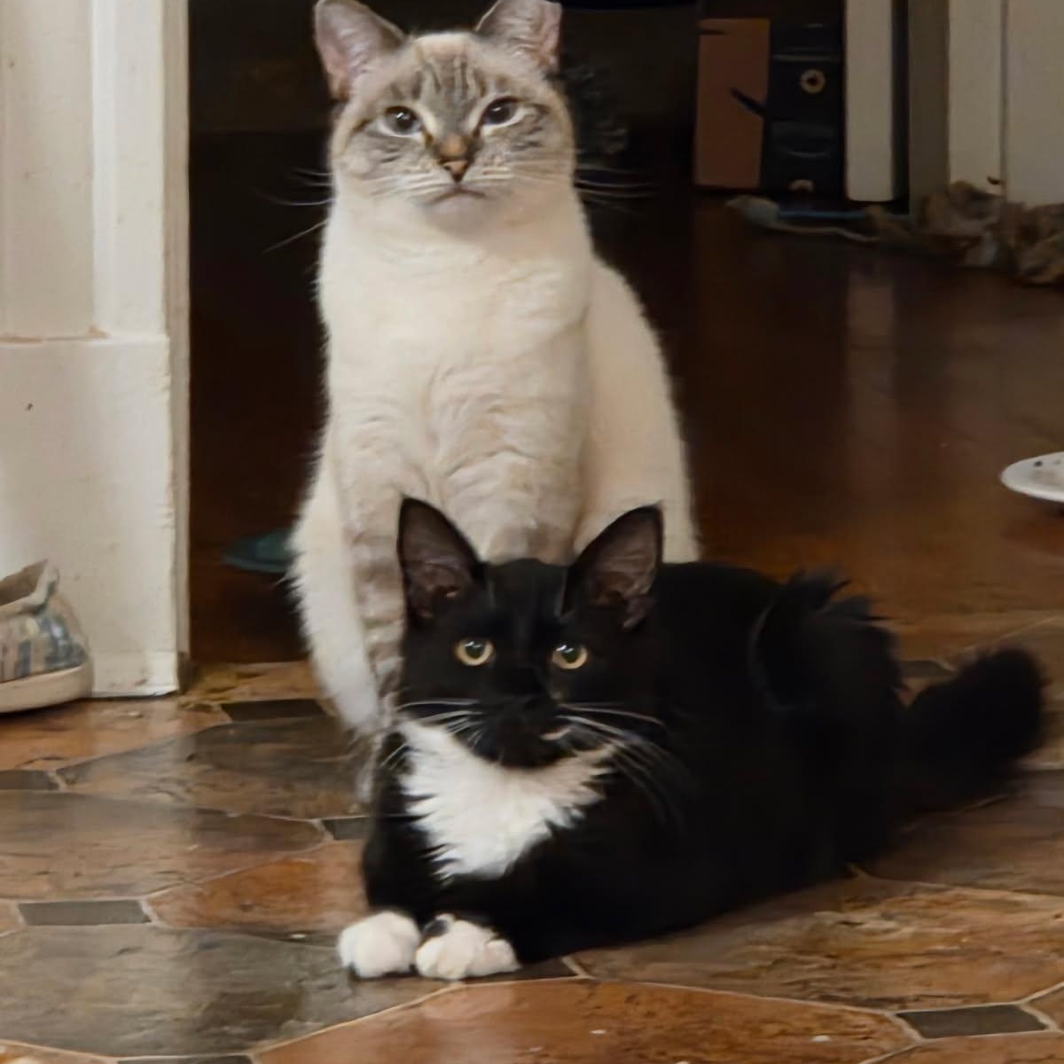 CC and Flood, ADOPTABLE, Young Female Siamese.