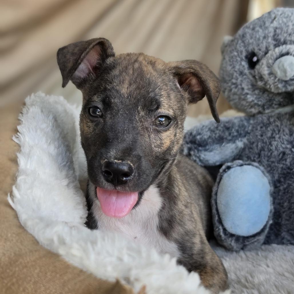 Enlarge Trouble, a Adoptable Mixed Breed in Santa Fe, NM image 3/3