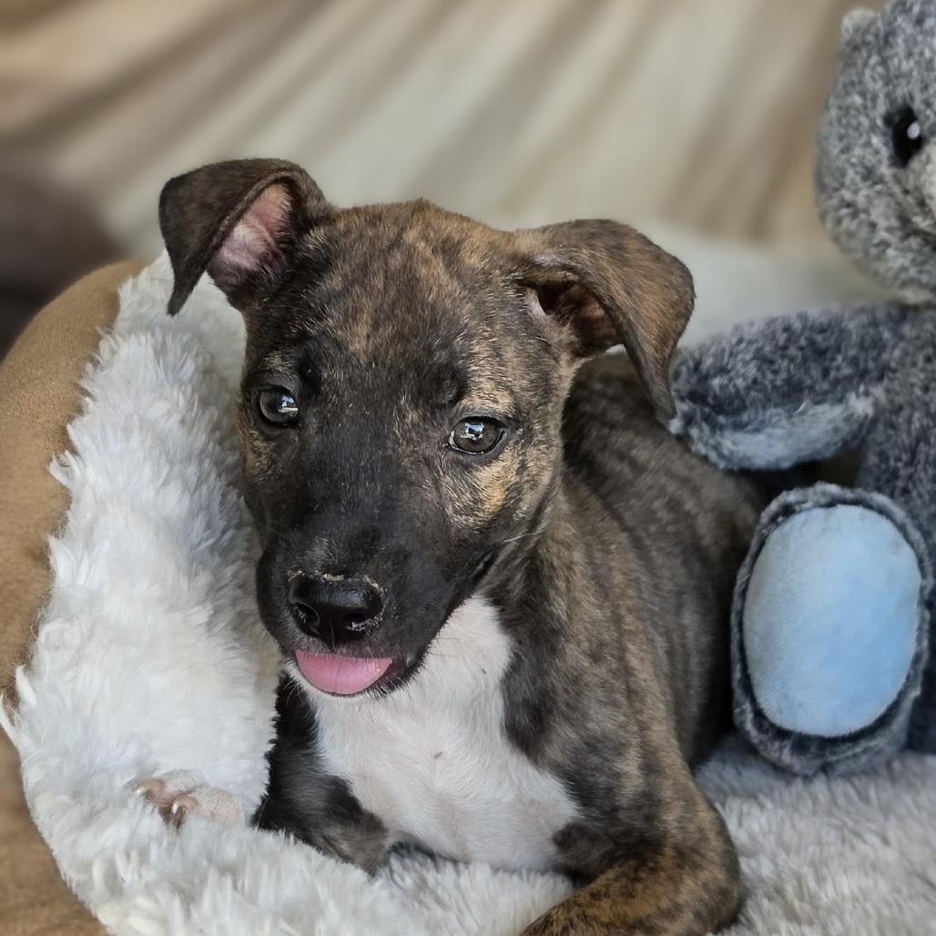 Enlarge Trouble, a Adoptable Mixed Breed in Santa Fe, NM image 2/3