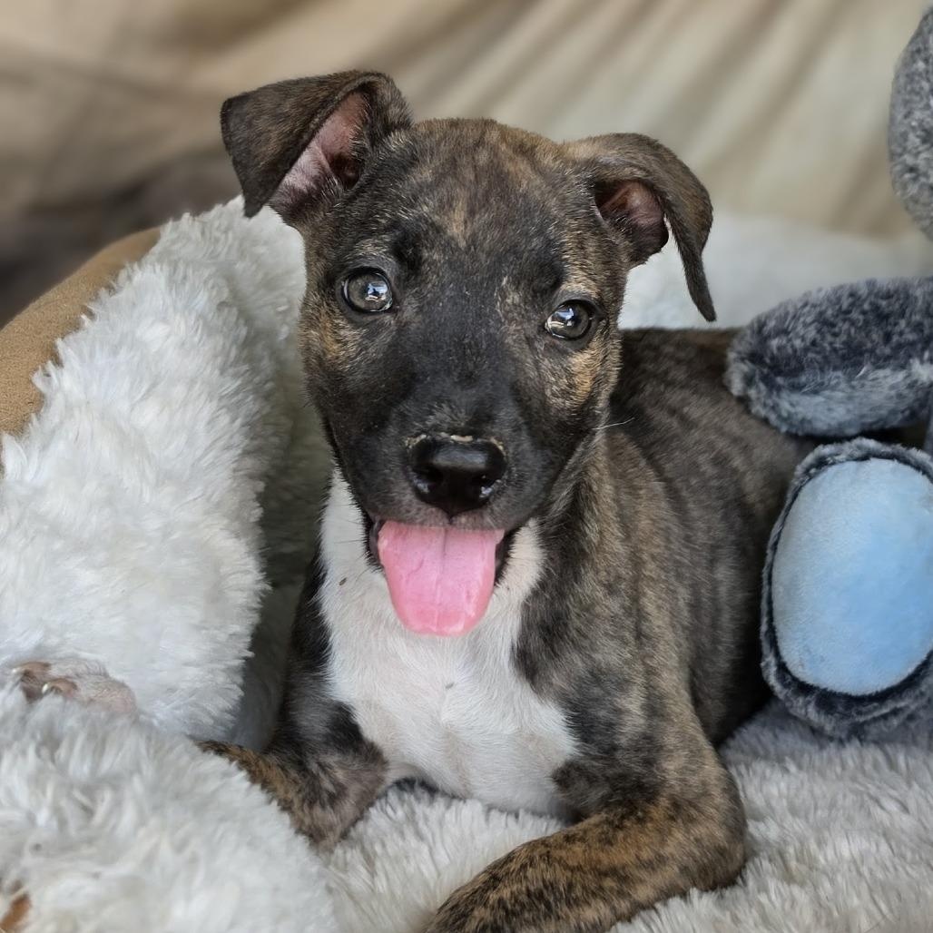 Trouble, Adoptable, Puppy Male Mixed Breed.