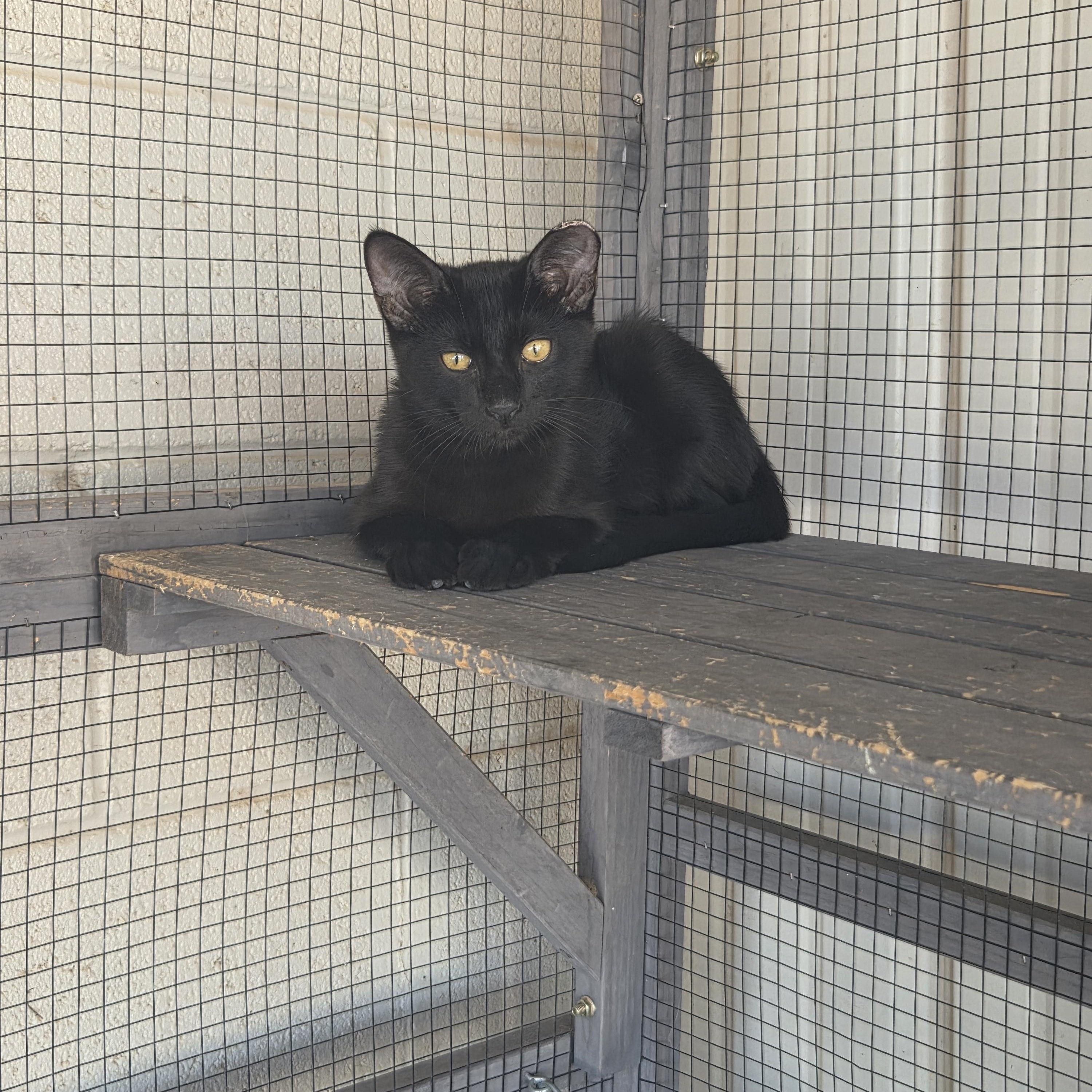 Enlarge Cosmo, a Adopted Domestic Short Hair in Oklahoma City, OK image 3/3