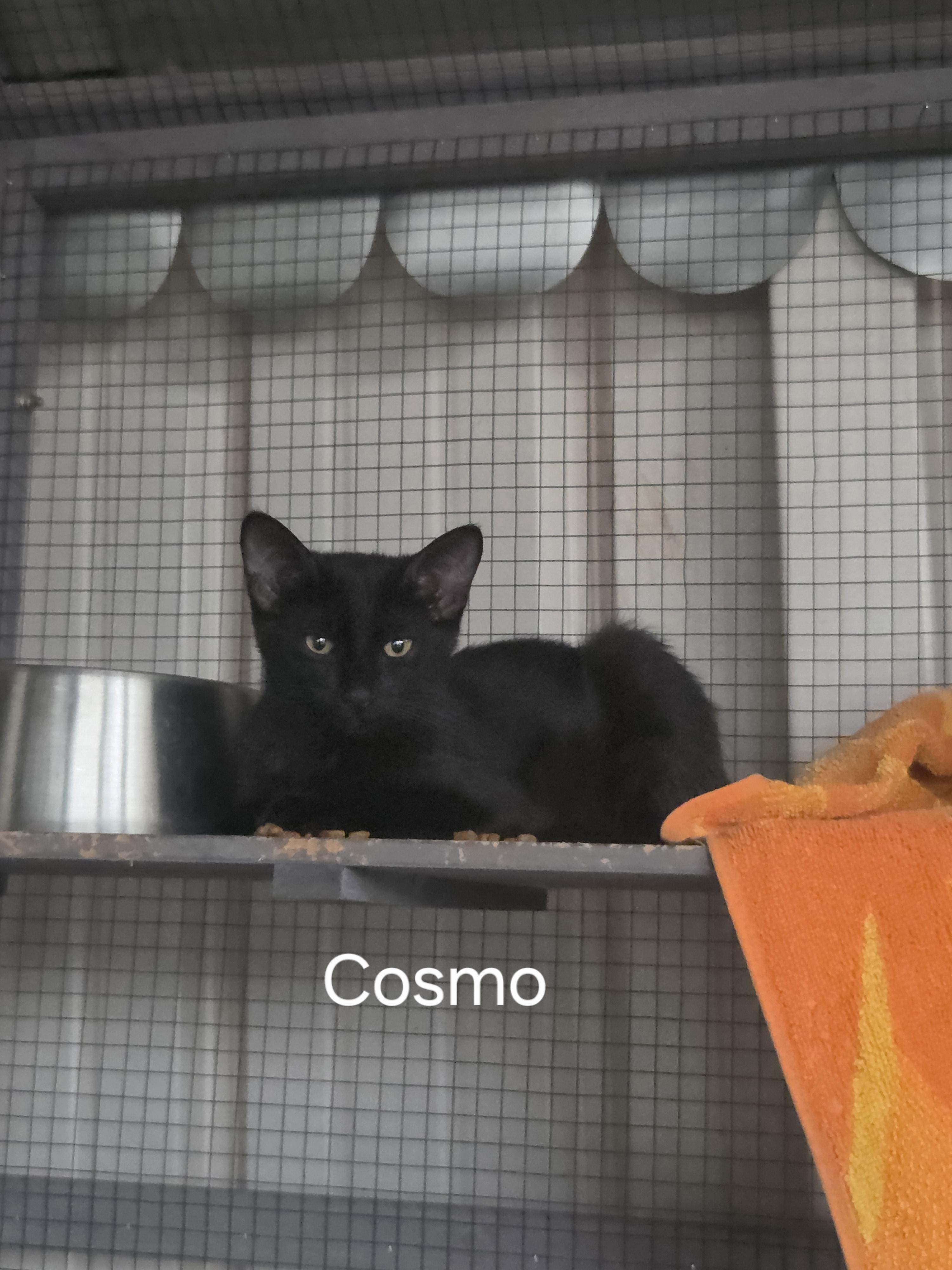 Enlarge Cosmo, a Adopted Domestic Short Hair in Oklahoma City, OK image 1/3
