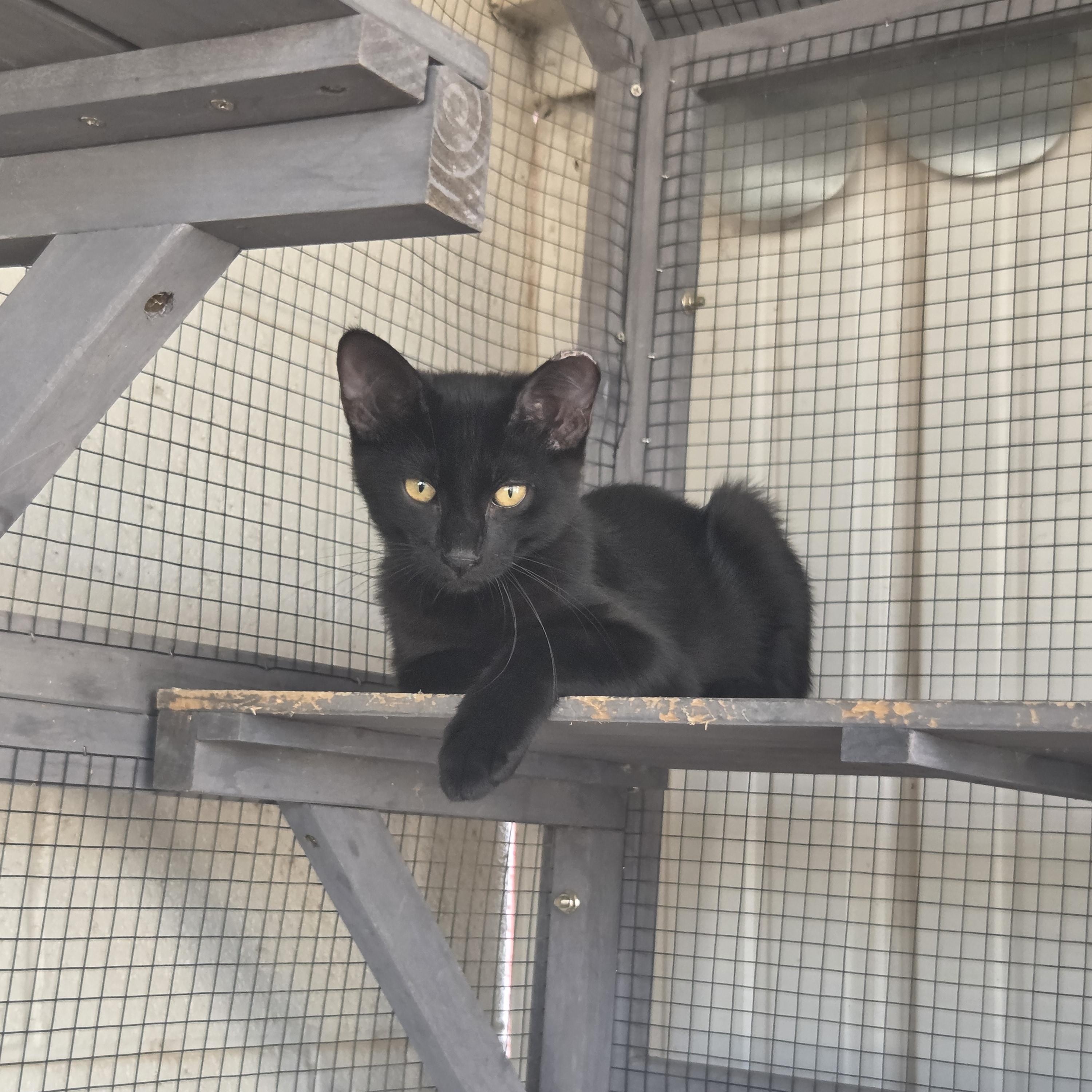Enlarge Cosmo, a Adopted Domestic Short Hair in Oklahoma City, OK image 2/3
