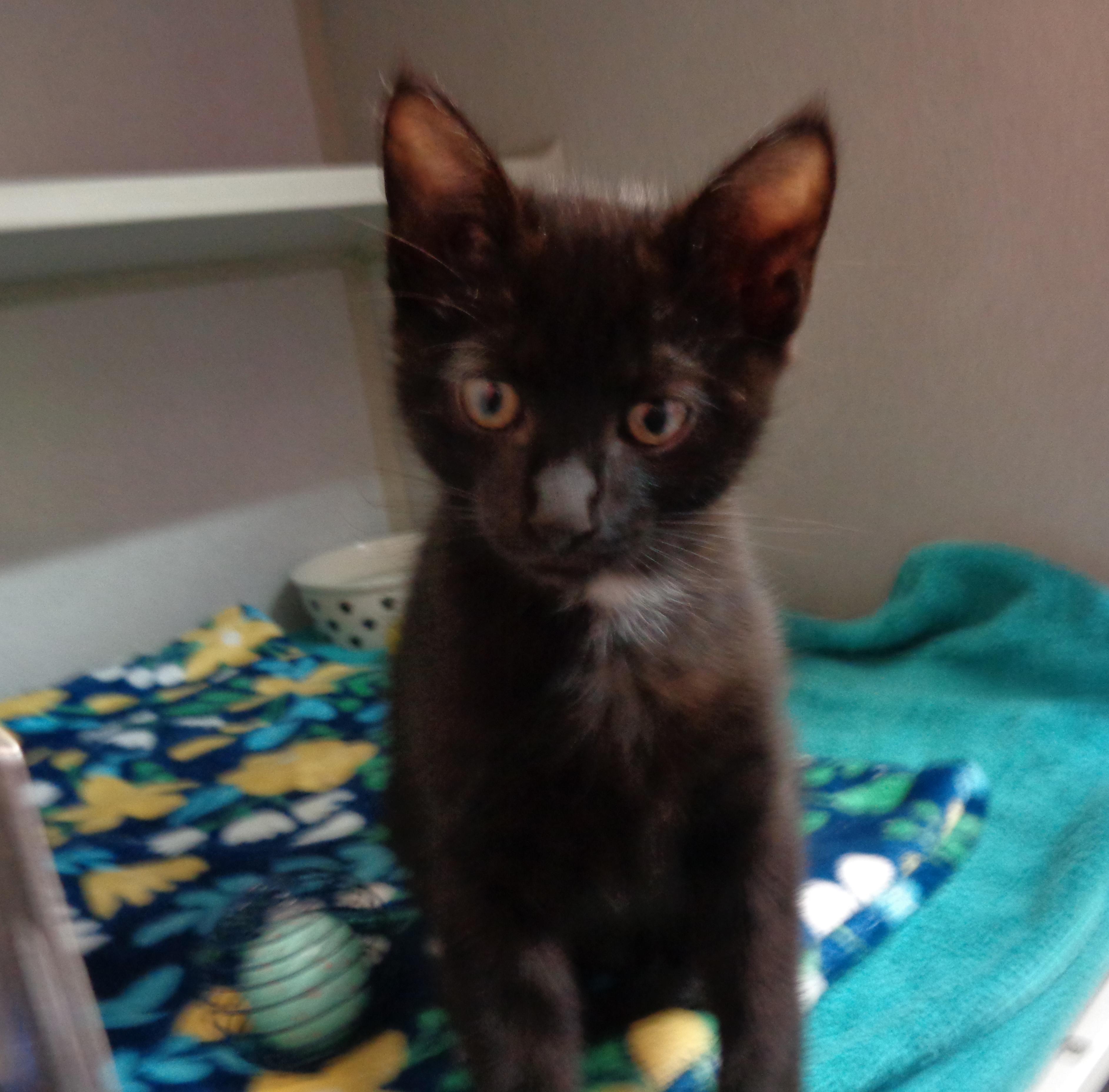 Enlarge WYNKEN, a Adoptable Domestic Short Hair in Delhi, NY image 4/5
