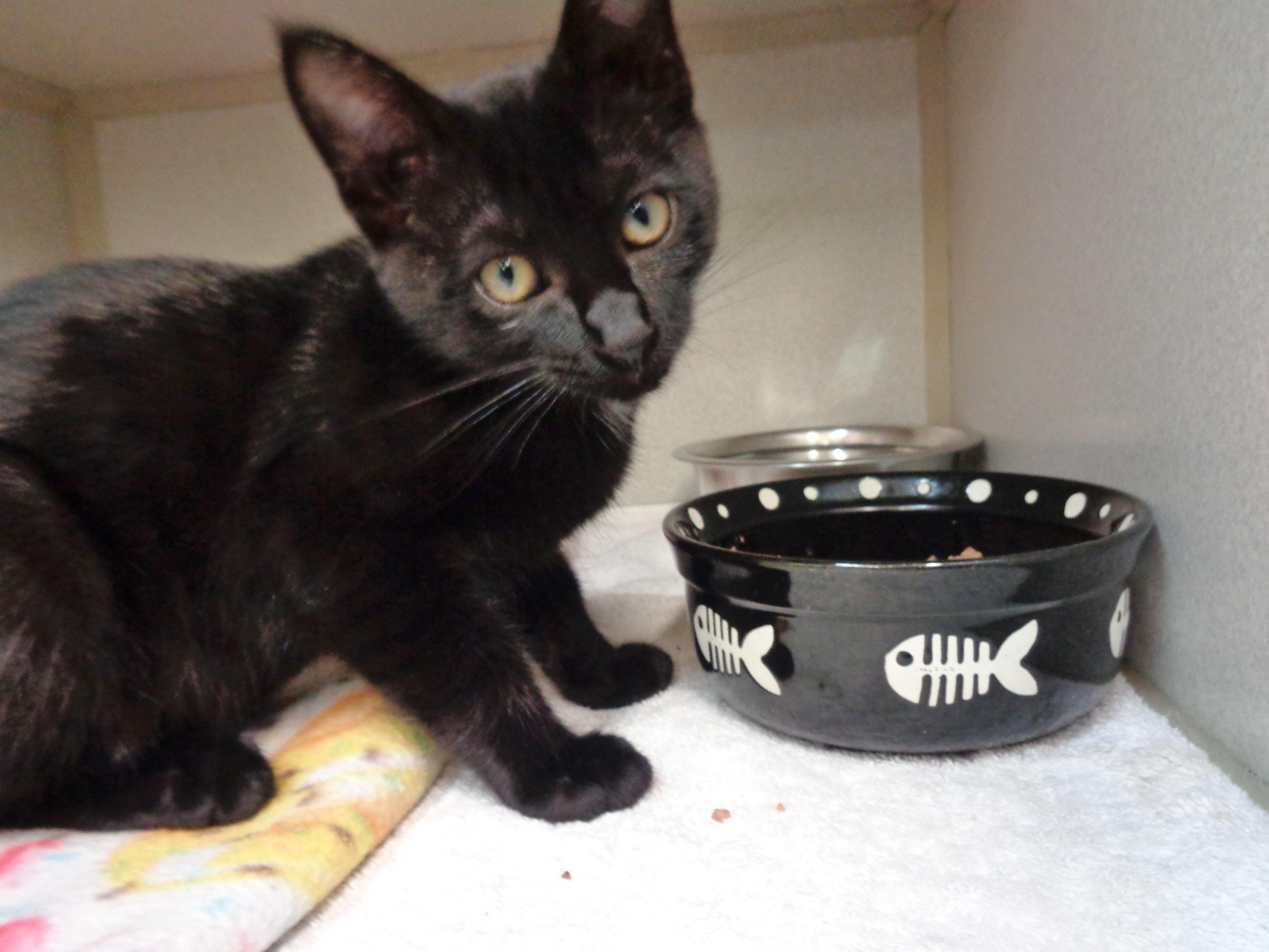 Enlarge WYNKEN, a Adoptable Domestic Short Hair in Delhi, NY image 1/5
