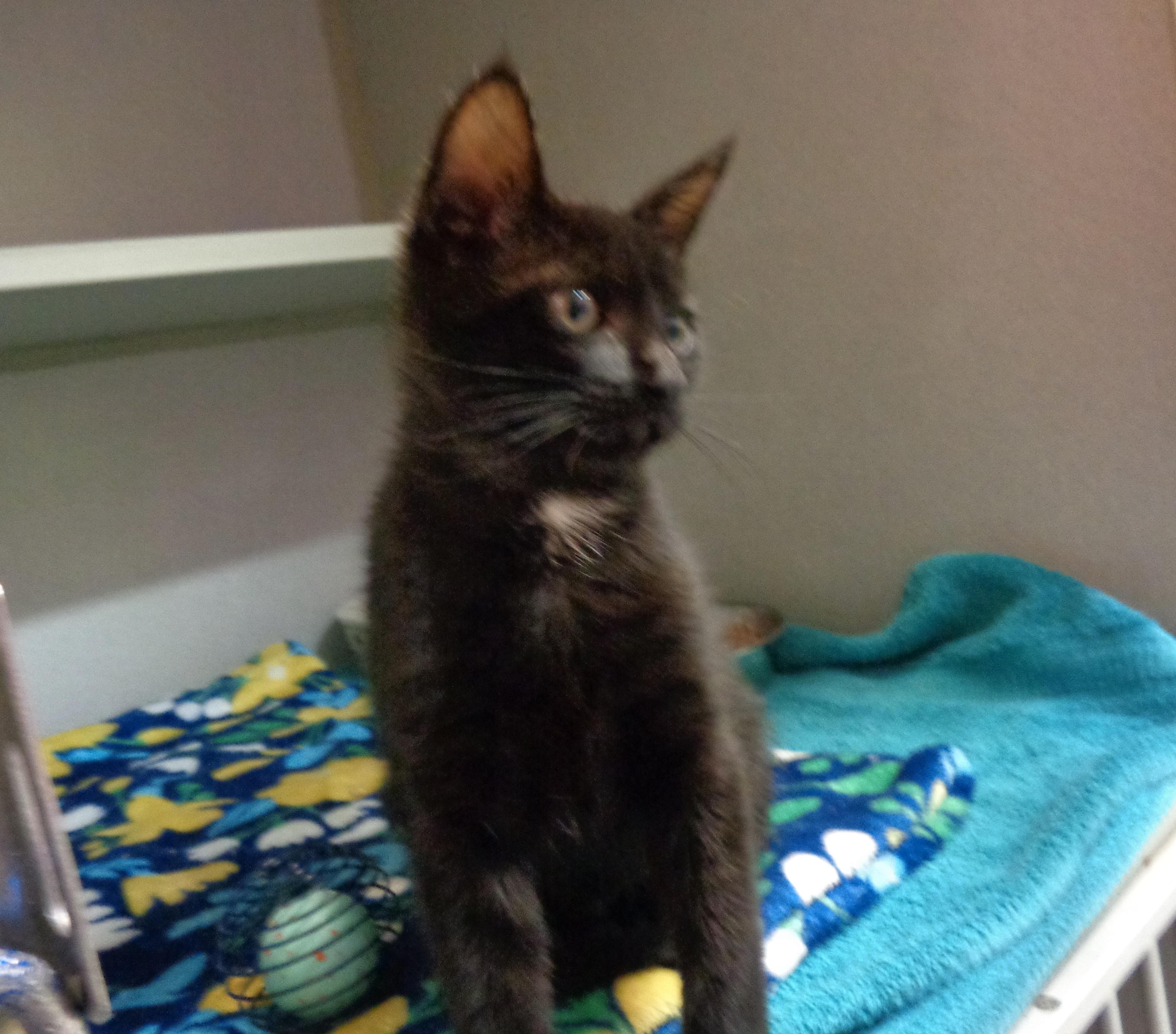 Enlarge WYNKEN, a Adoptable Domestic Short Hair in Delhi, NY image 5/5