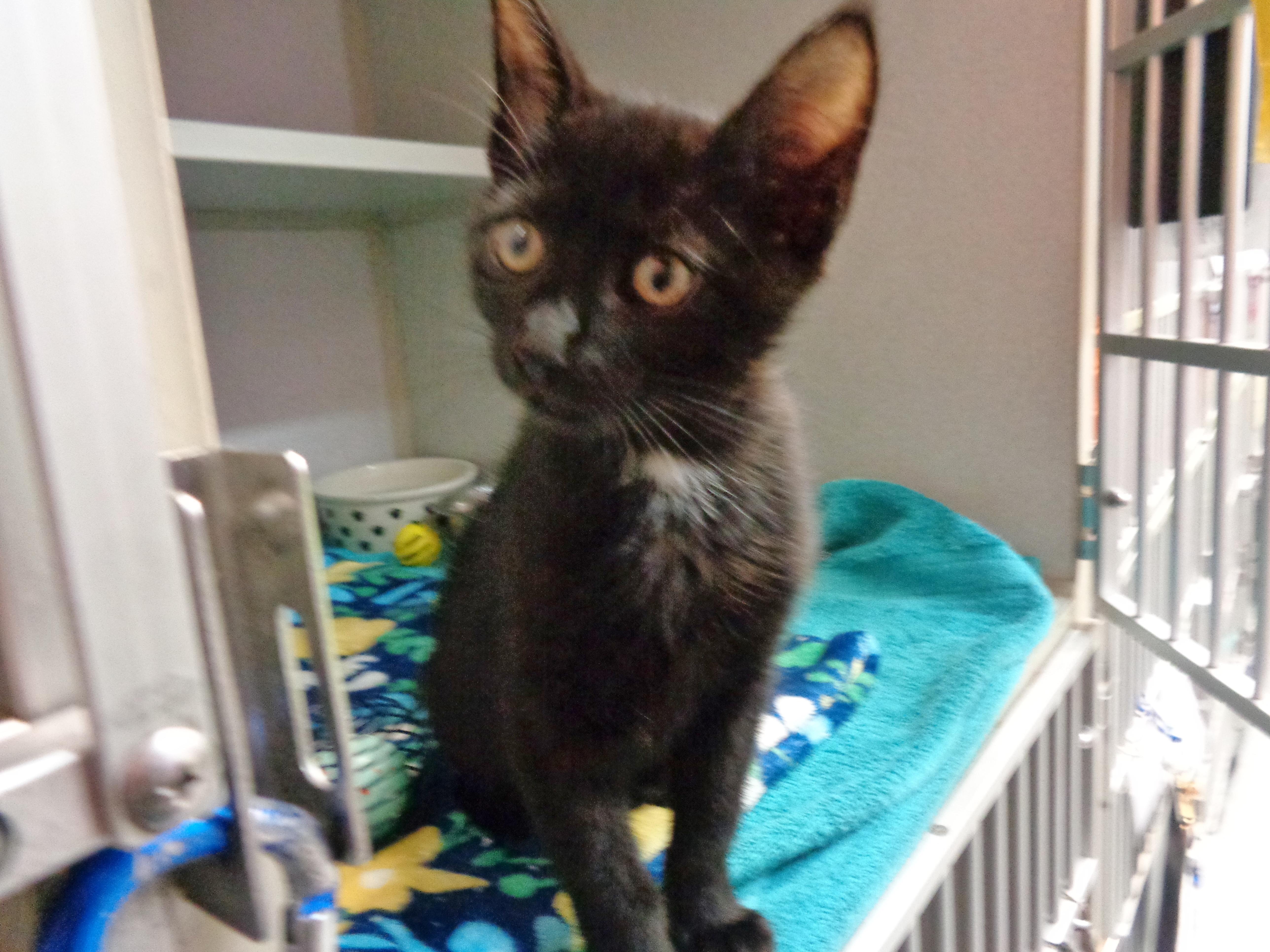 Enlarge WYNKEN, a Adoptable Domestic Short Hair in Delhi, NY image 2/5